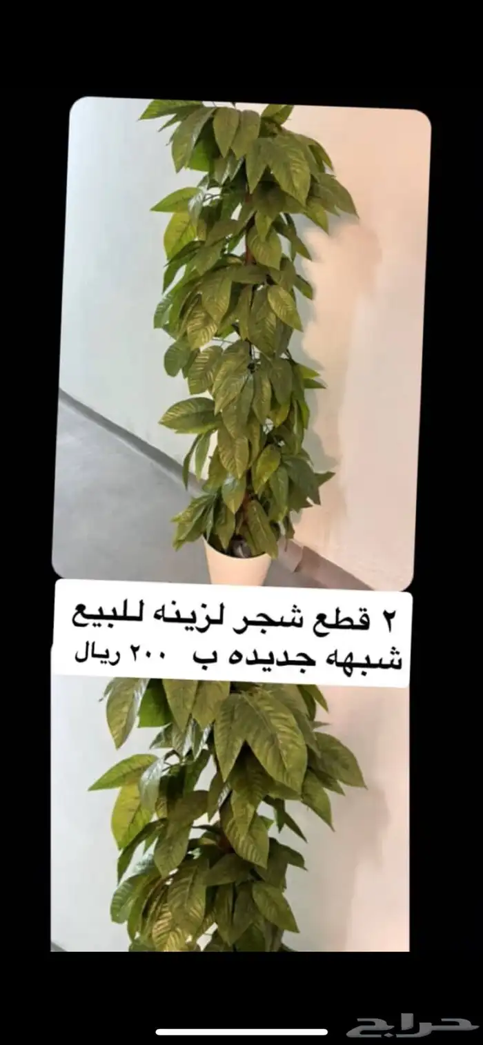 شجرتين زينه للبيع ب 200 ريال 0