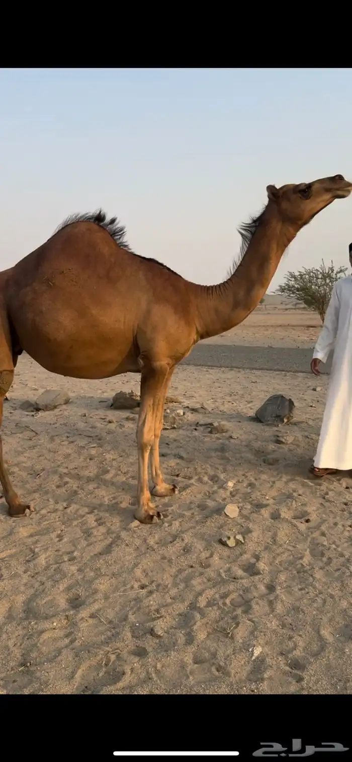 بكره ساحليه فاخره فرديه 2
