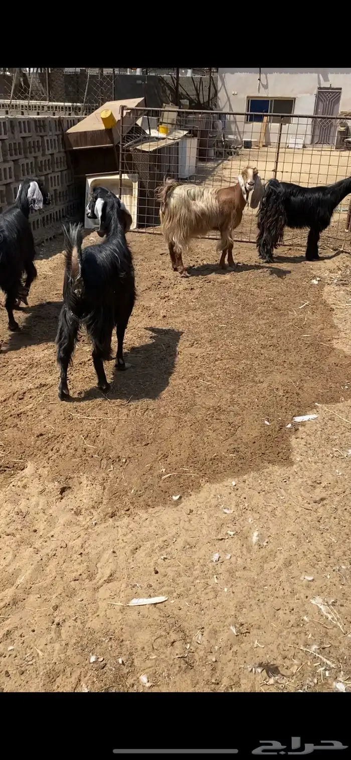 شياه نعيم جروم دفيع و معزه مصريات دفيع 5