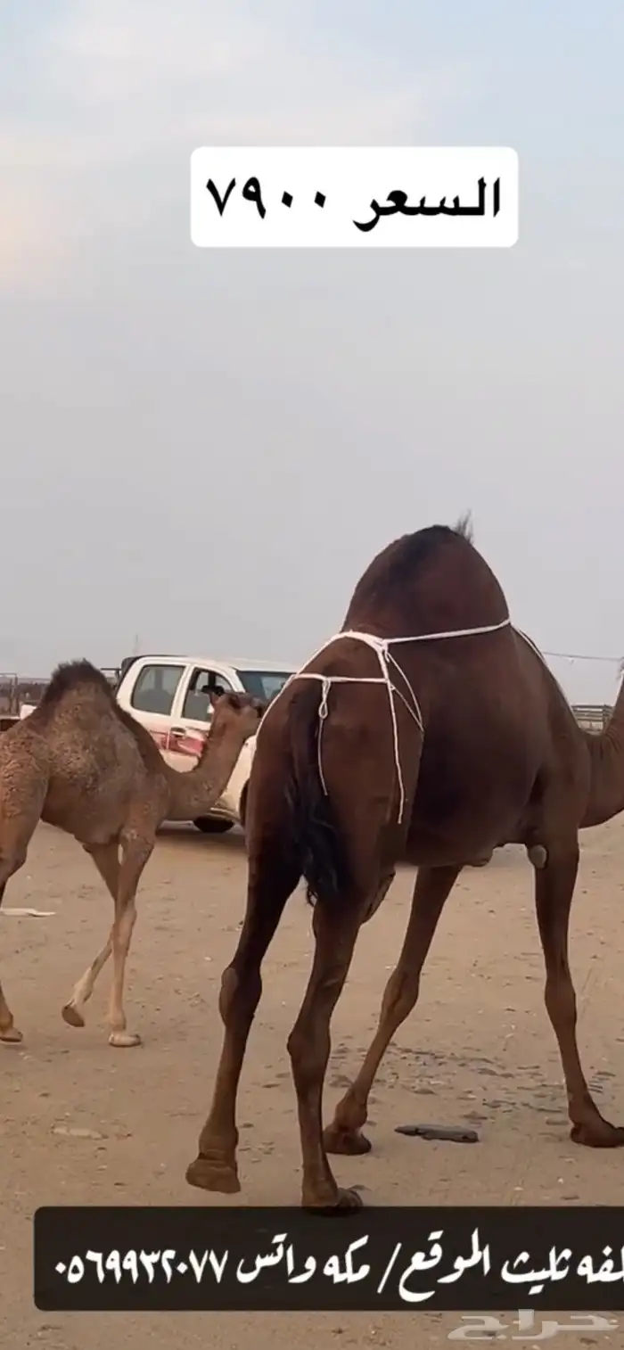 خلفه ساحليه(( تم البيع )) 6