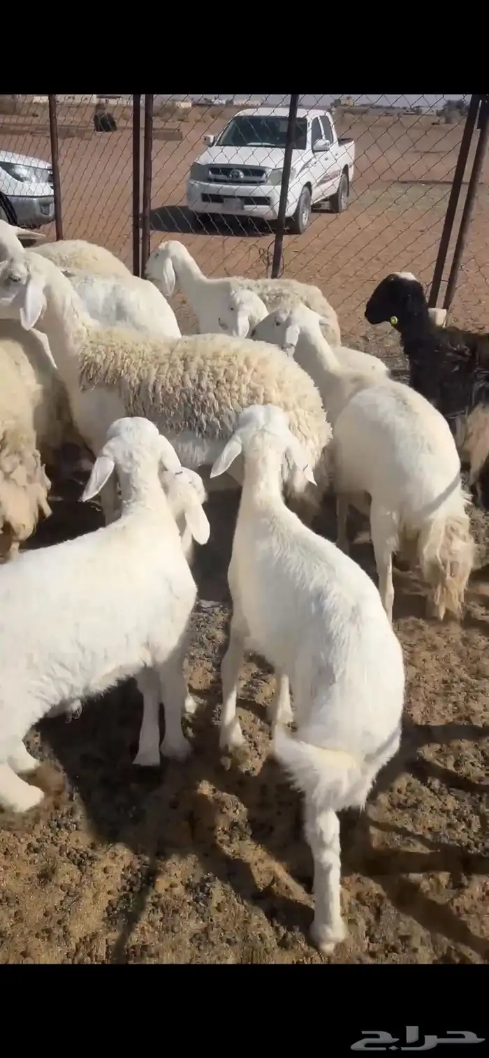 حريات ولد 8 معها 9 تم البيع الله يبارك 2