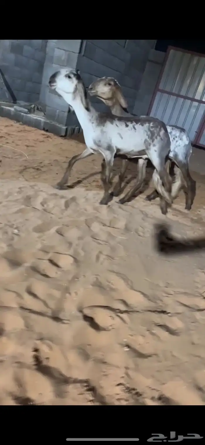 تم البيع 1