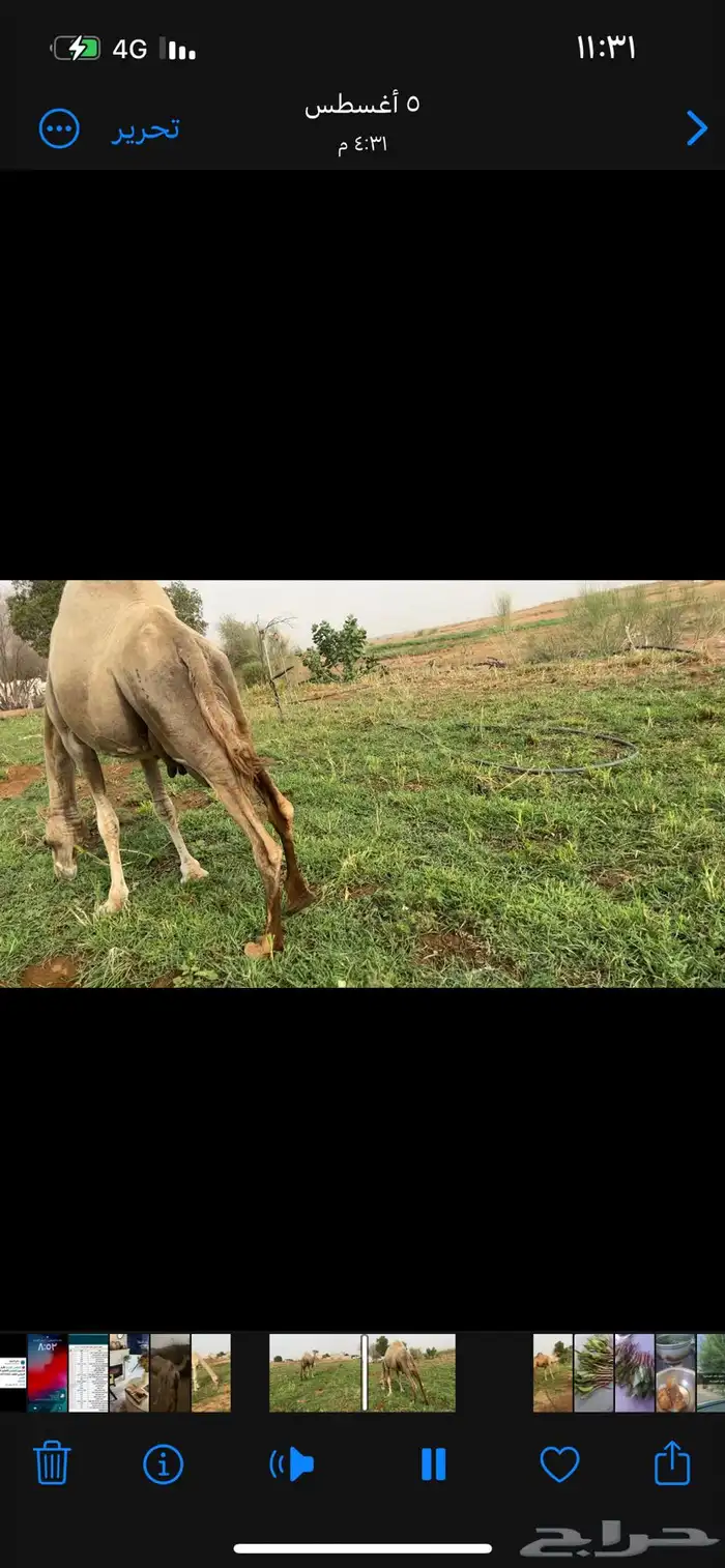 نياق لبيع واحدة ثمانية اشهر وحده مري ووحدة بايع ولدها 1