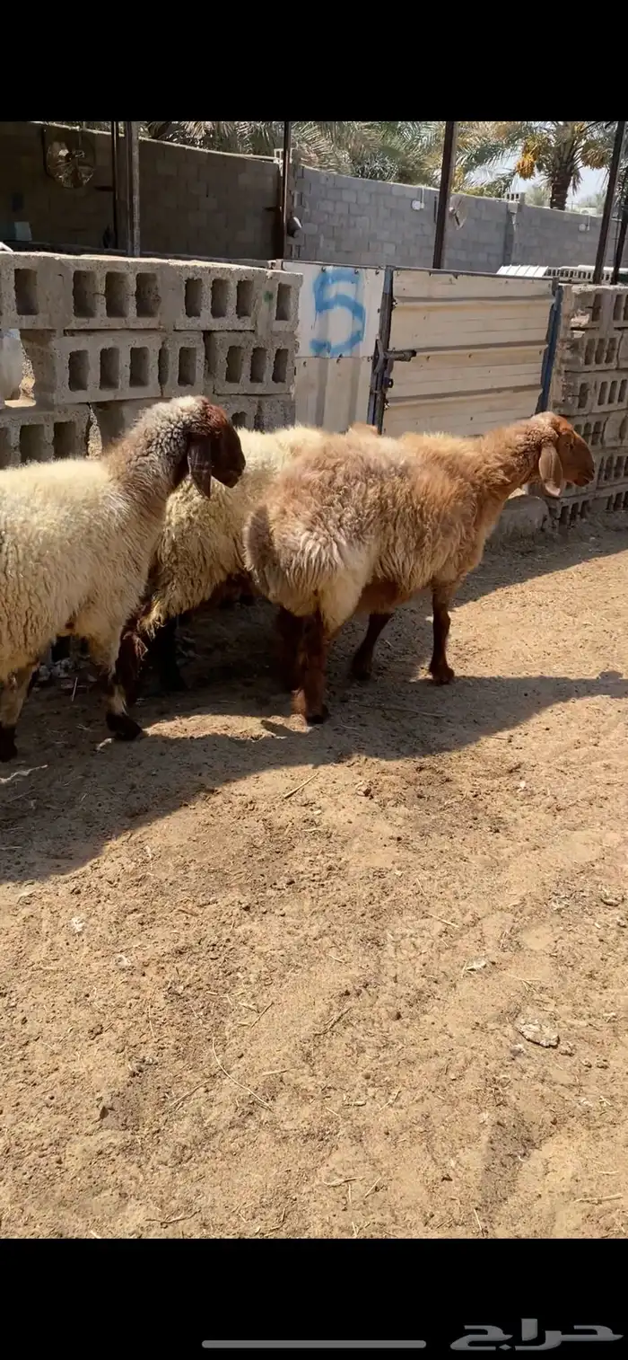 شياه نعيم جروم دفيع و معزه مصريات دفيع 3