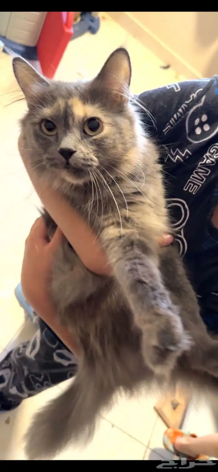 قطط للتبني 0