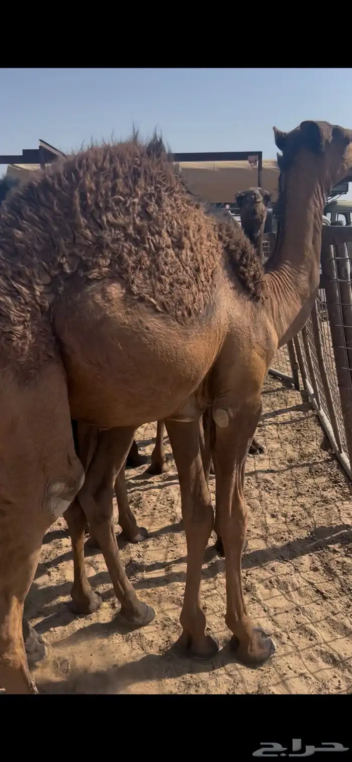 حشو قصب عدد22 تحت امهاتها 17