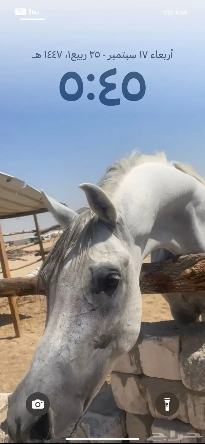 حصان شعبي طيب صحة وسلامة العمر خمس ست سنوات 0