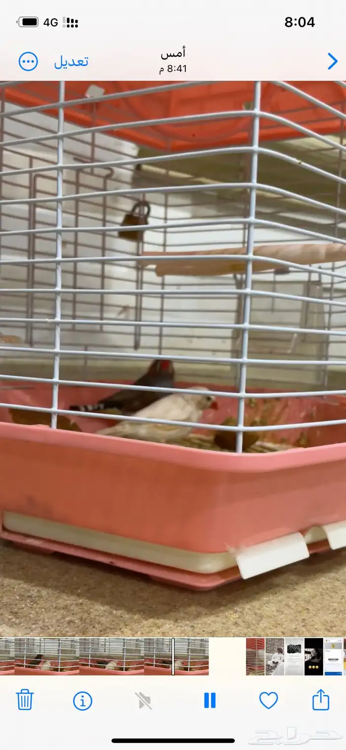 عصفورين زيبرا هولندي 0