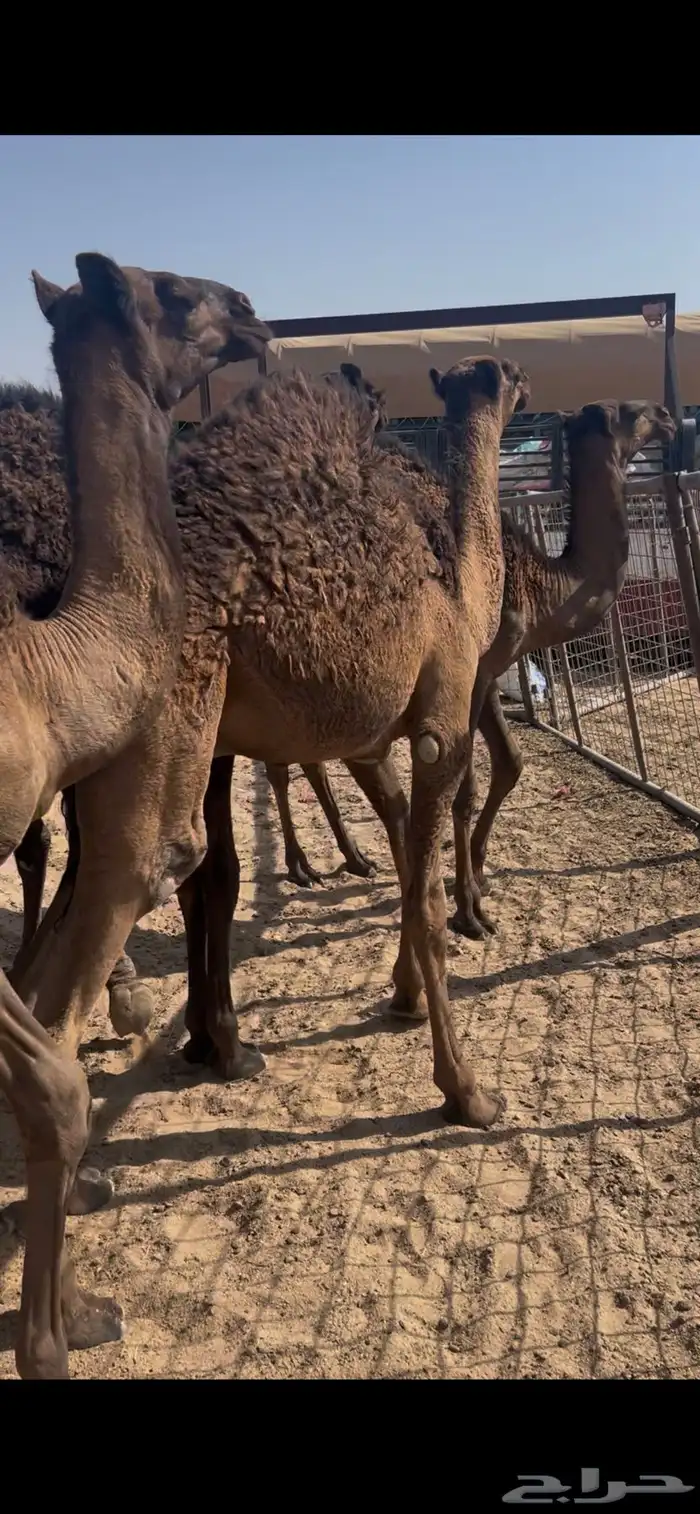 حشو قصب عدد22 تحت امهاتها 16