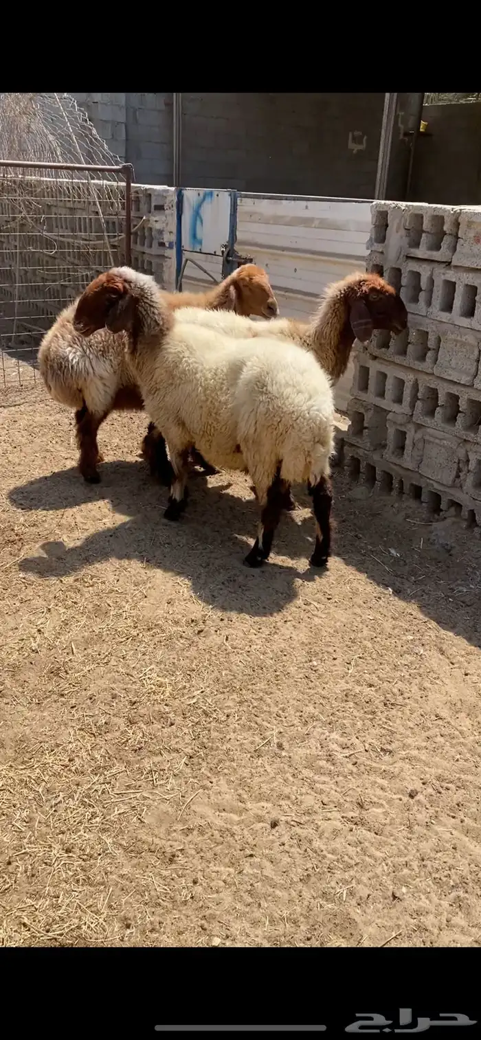 شياه نعيم جروم دفيع و معزه مصريات دفيع 2