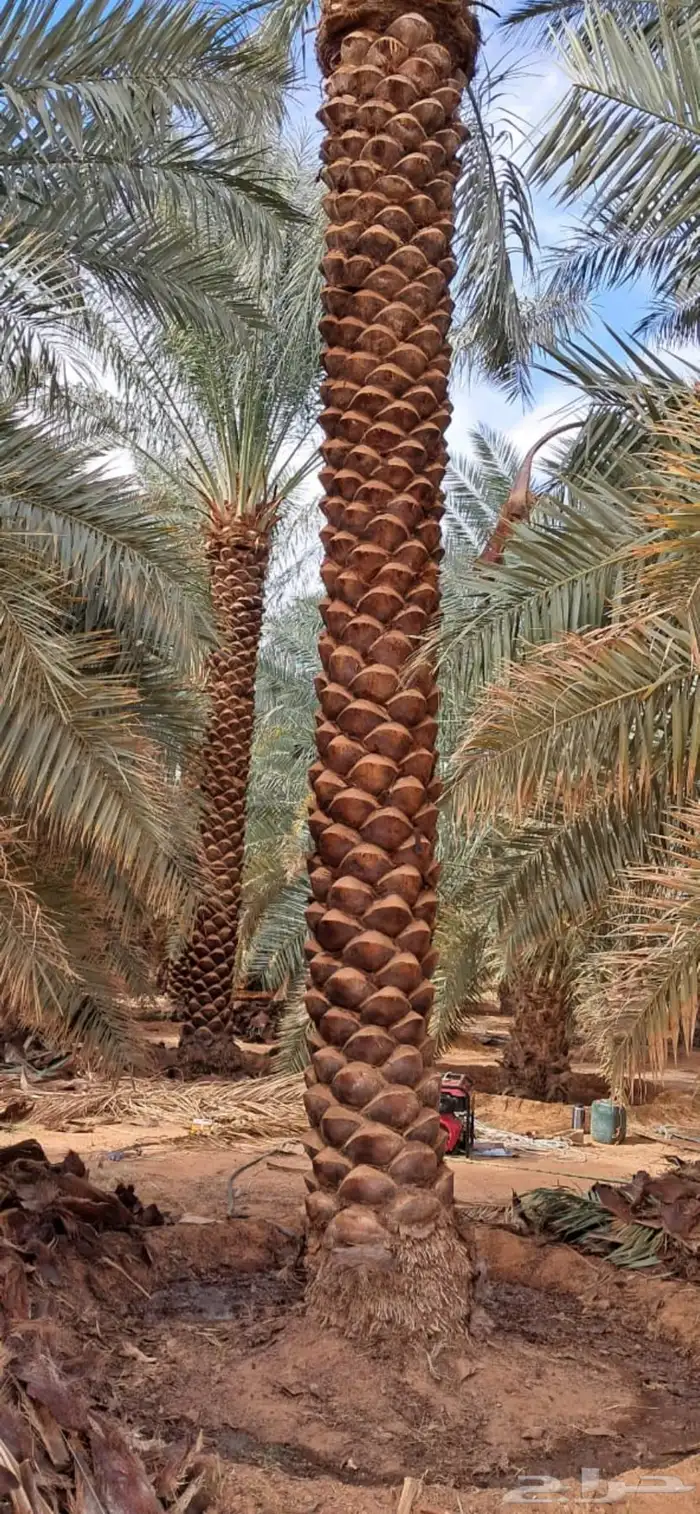 تتوفر جميع أنواع النخل 3