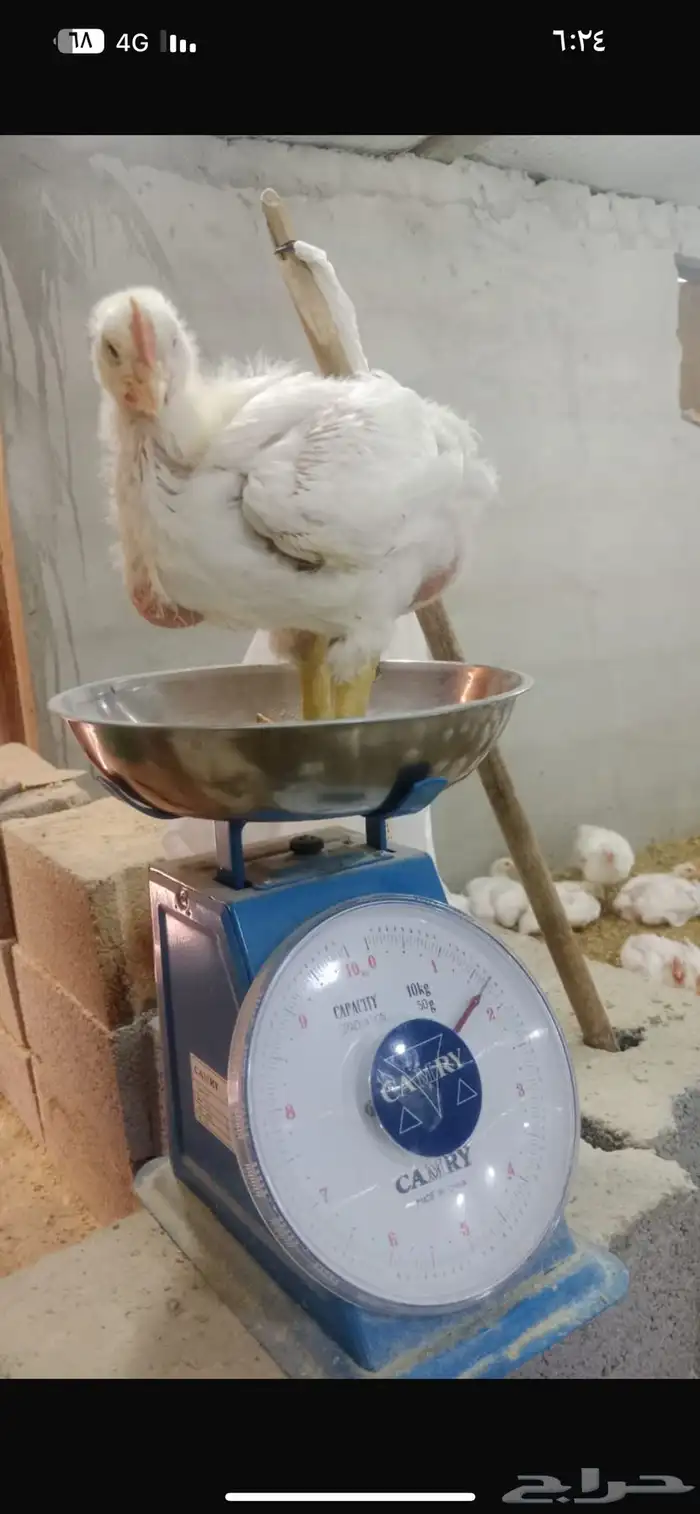 دجاج لاحم الاوزان من 1350 الى 2000 العدد (1000) 4