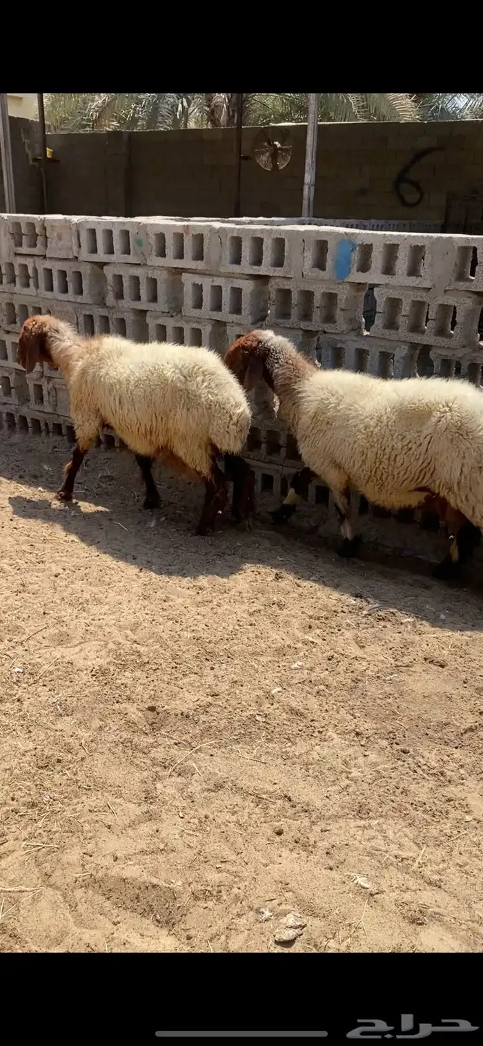شياه نعيم جروم دفيع و معزه مصريات دفيع 1