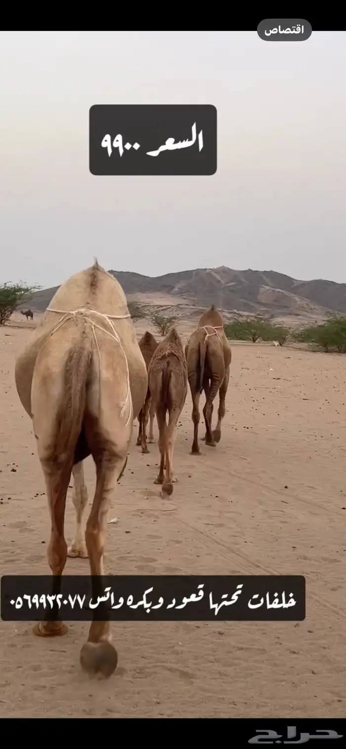 خلفات سواحل (( تم البيع )) 2