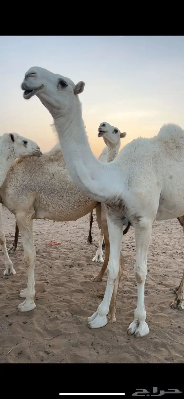 بكره وضحى 3