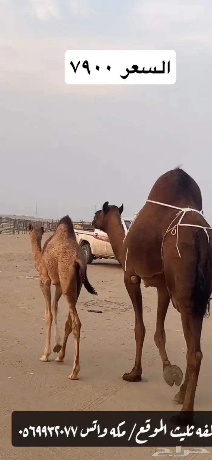 خلفه ساحليه(( تم البيع )) 2