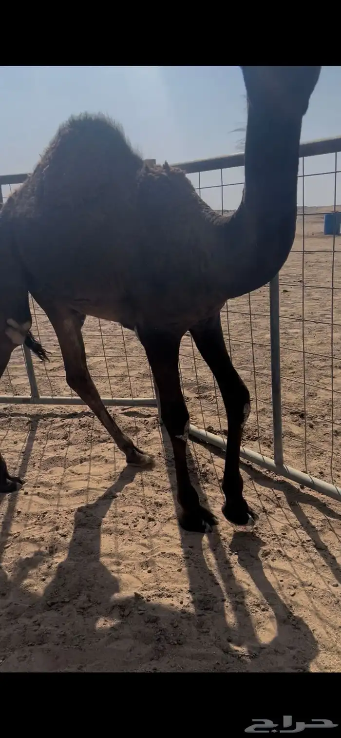 قعود لباني 4