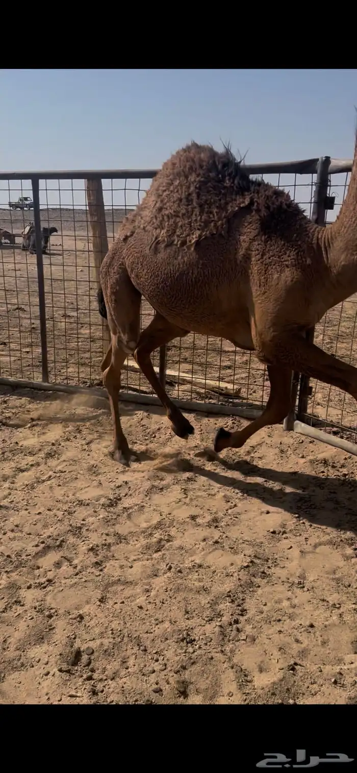 حشو قصب عدد22 تحت امهاتها 10