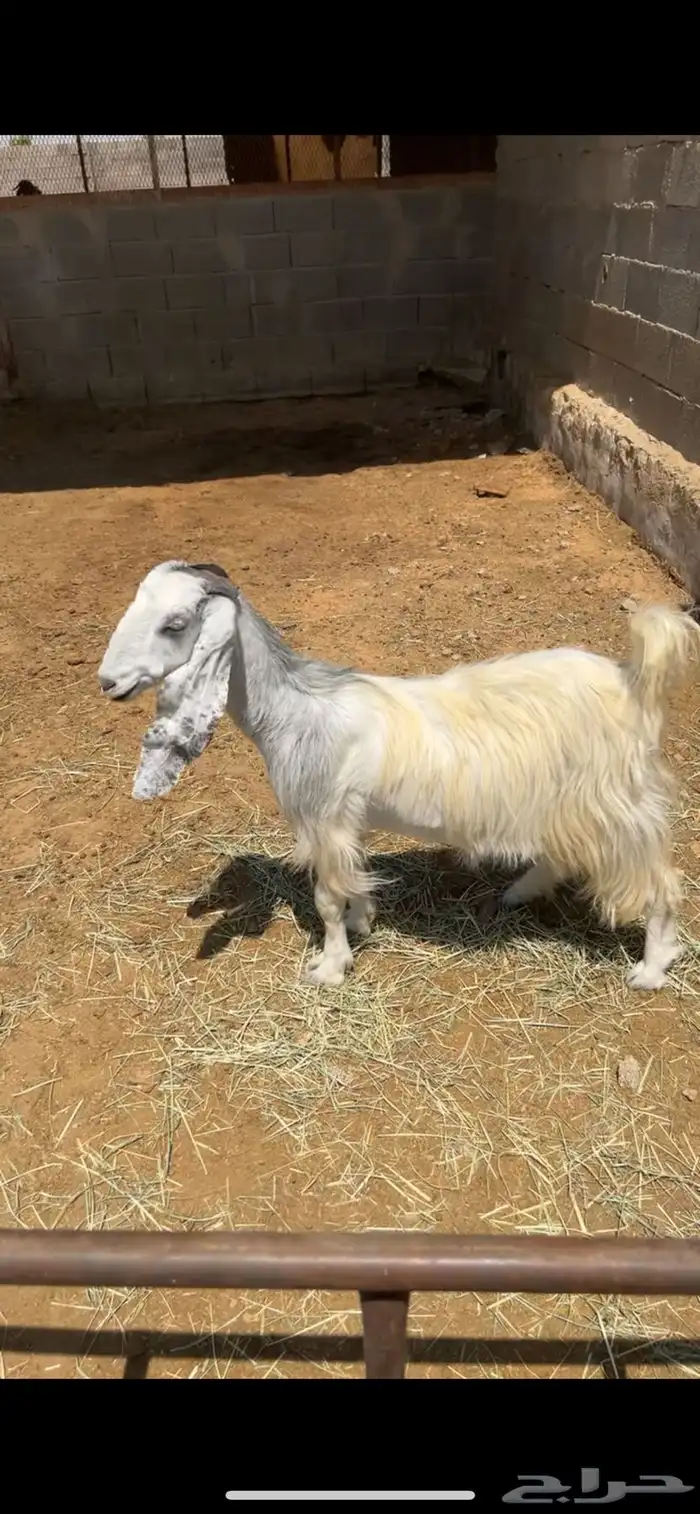 عنز حايل ماقد ولدت هاذي الحيل لقيل حايل مليانه شحم 0