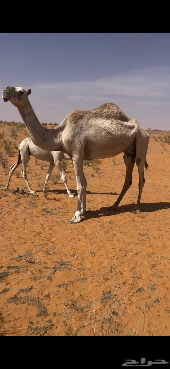 للبيع عشراء نصوف 2