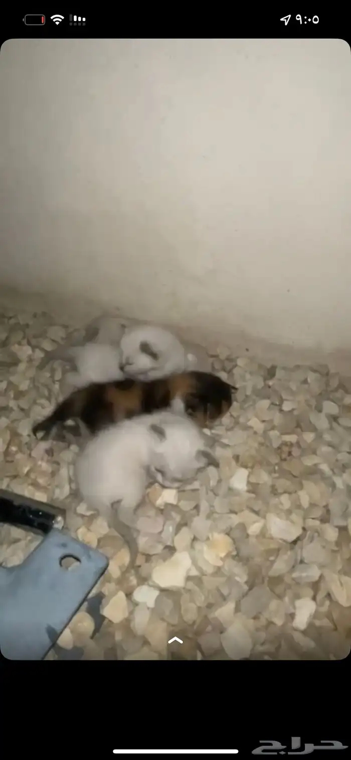 قطة معها صغارها 2