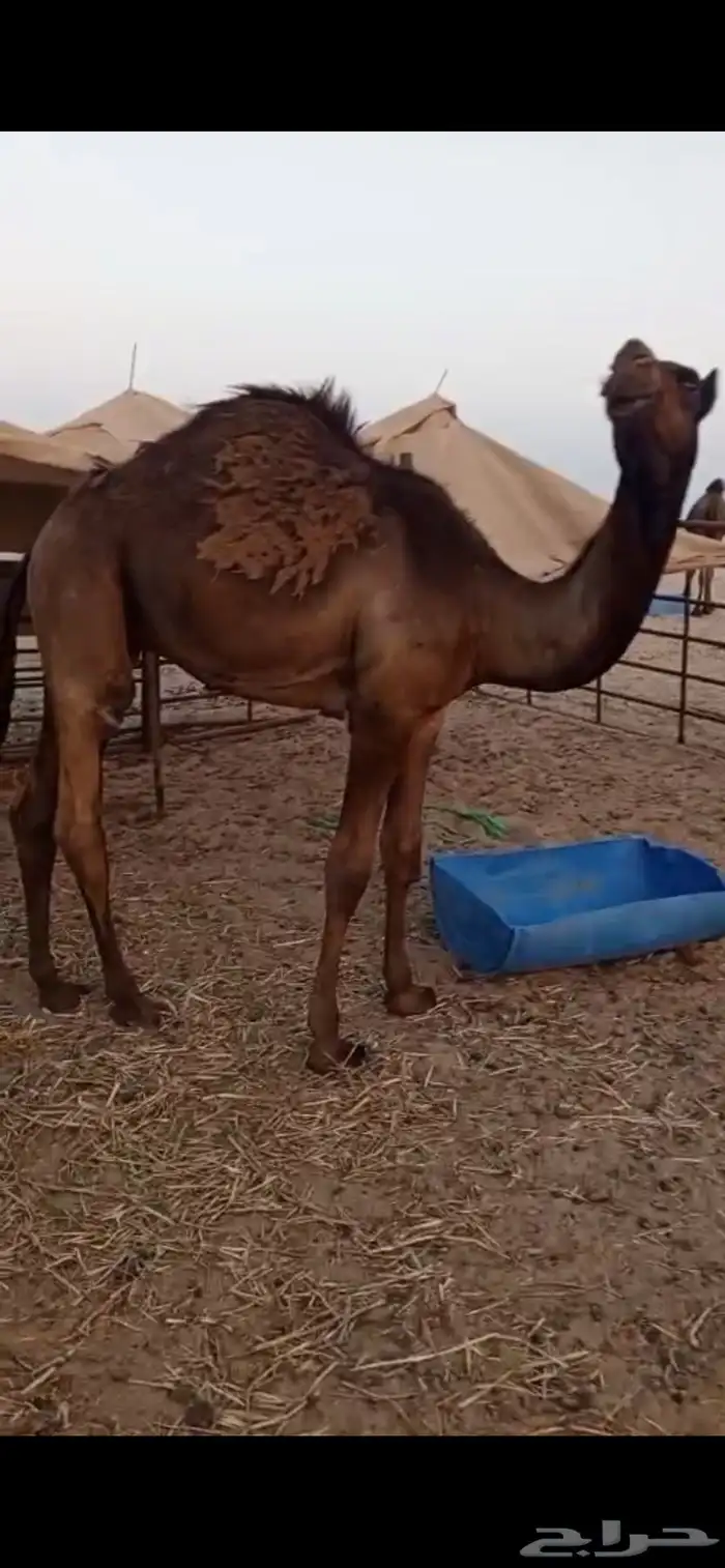 قعود 1