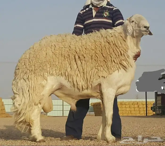 فحل حري فاخر جدااا 1