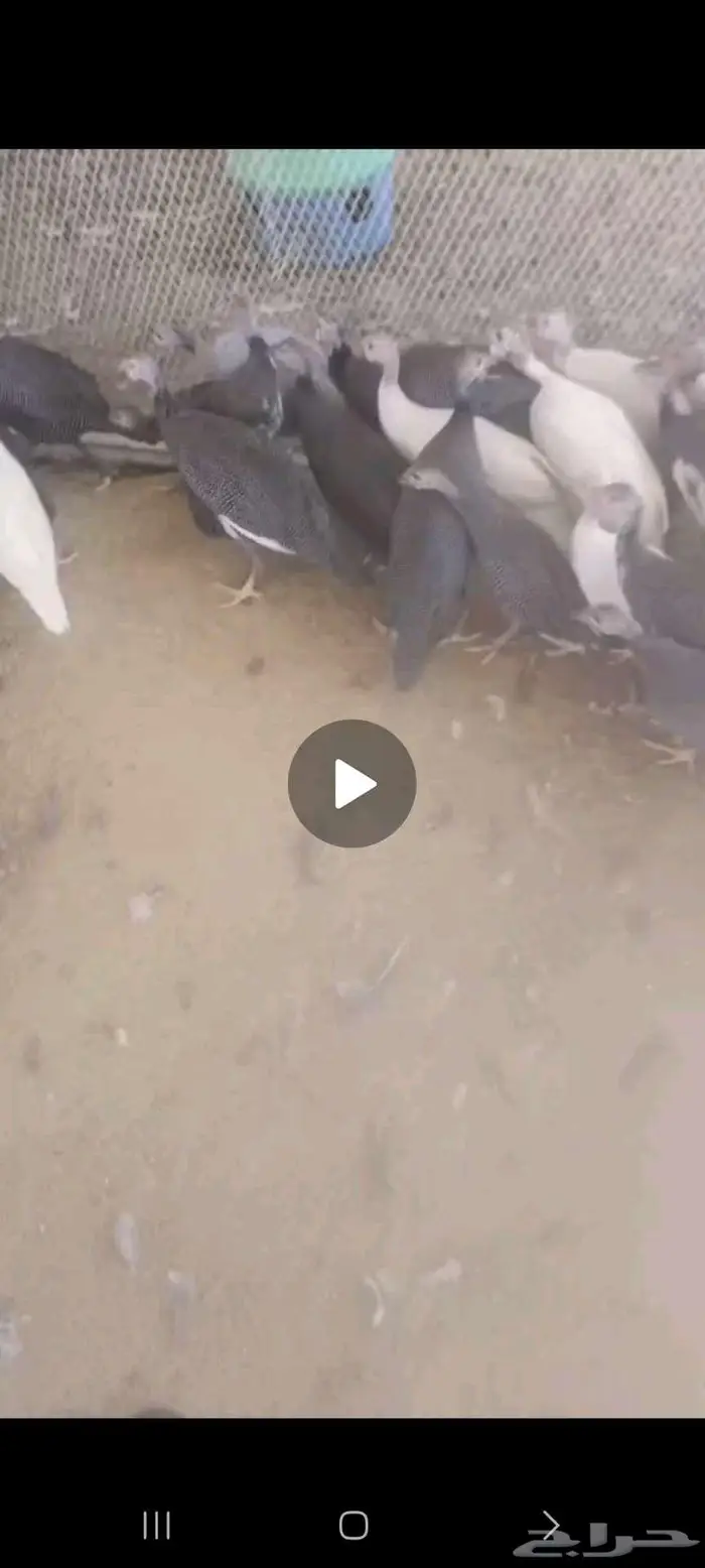 دجاج حبش صحه ونظافه ما شاء الله 0