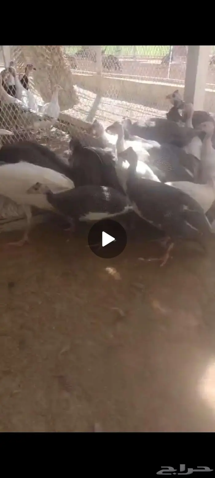 دجاج حبش صحه ونظافه ما شاء الله 1