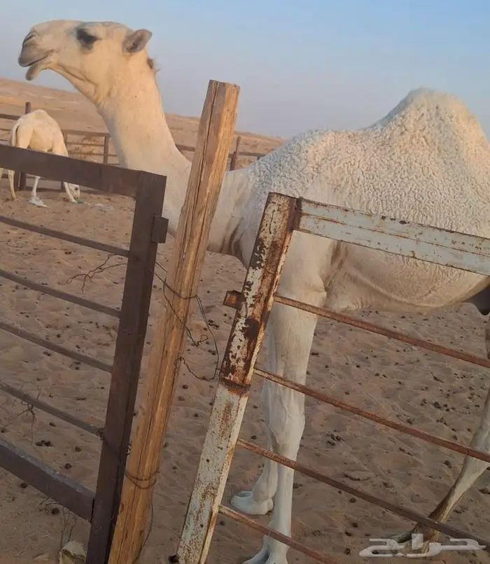 قعود اوضح 0