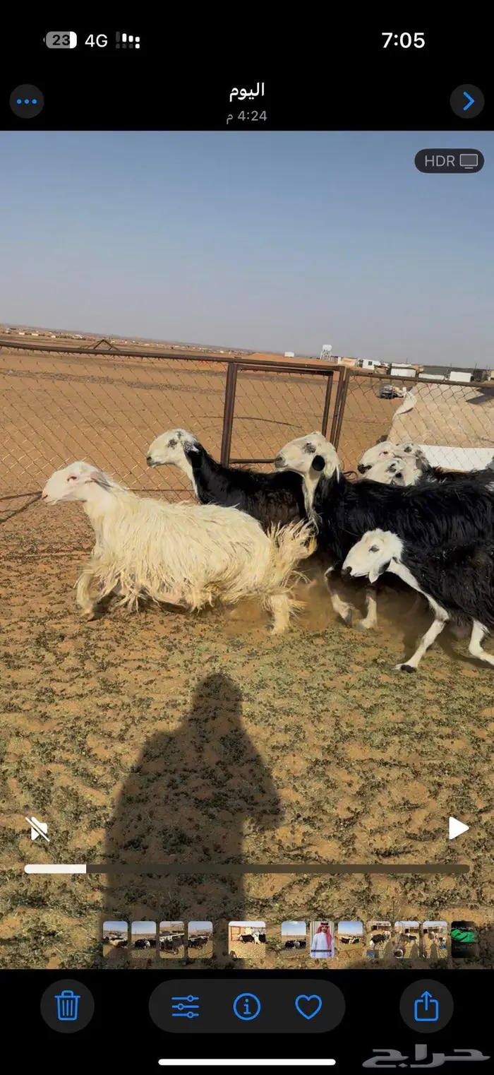 غنم نجد طيبه باللحيل 2