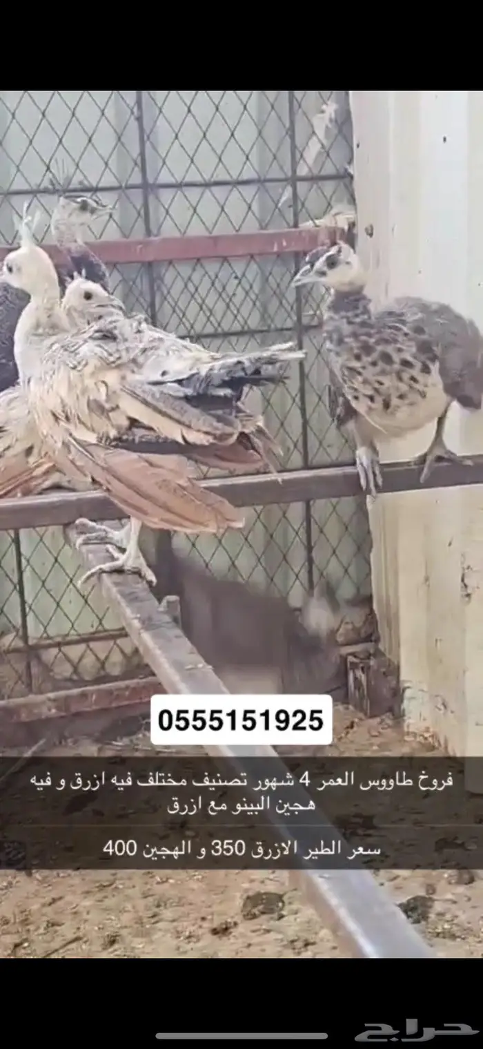 فروخ طاووس 0