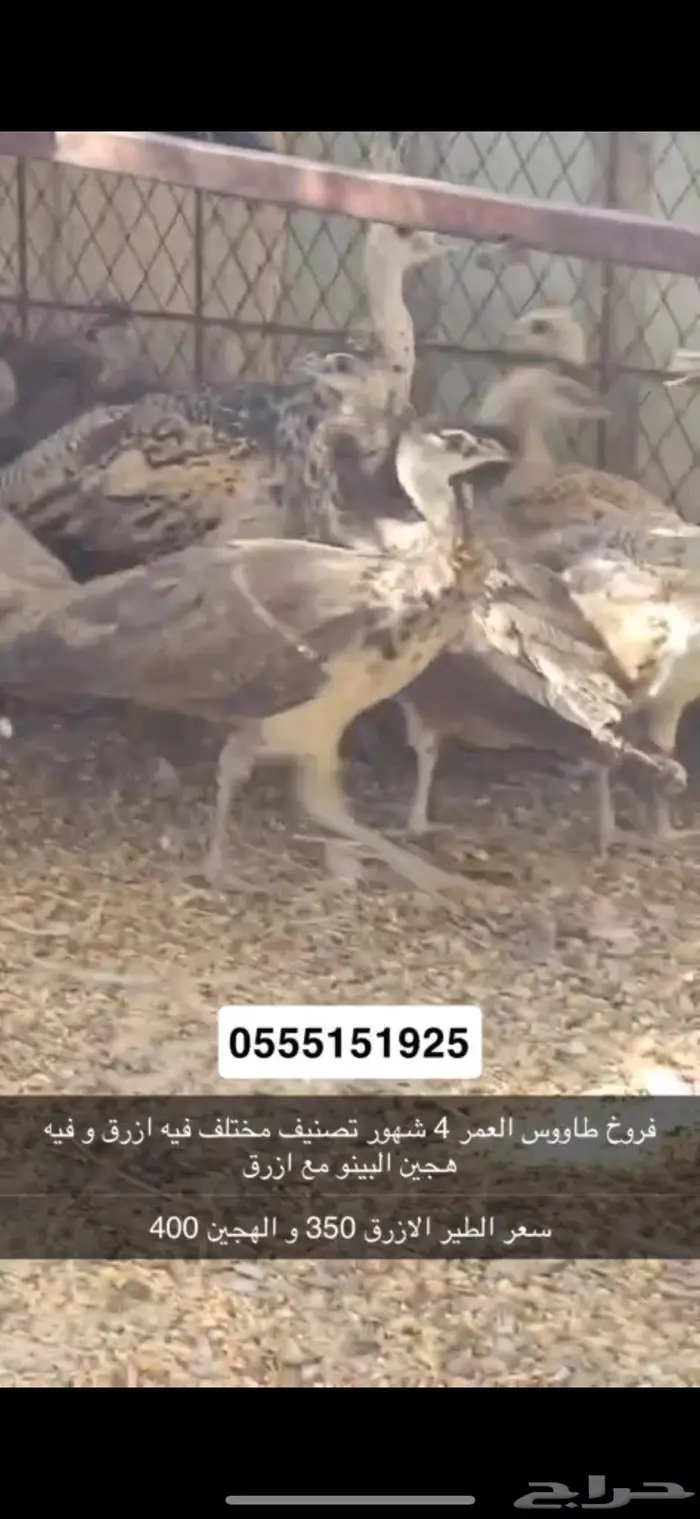 فروخ طاووس 1