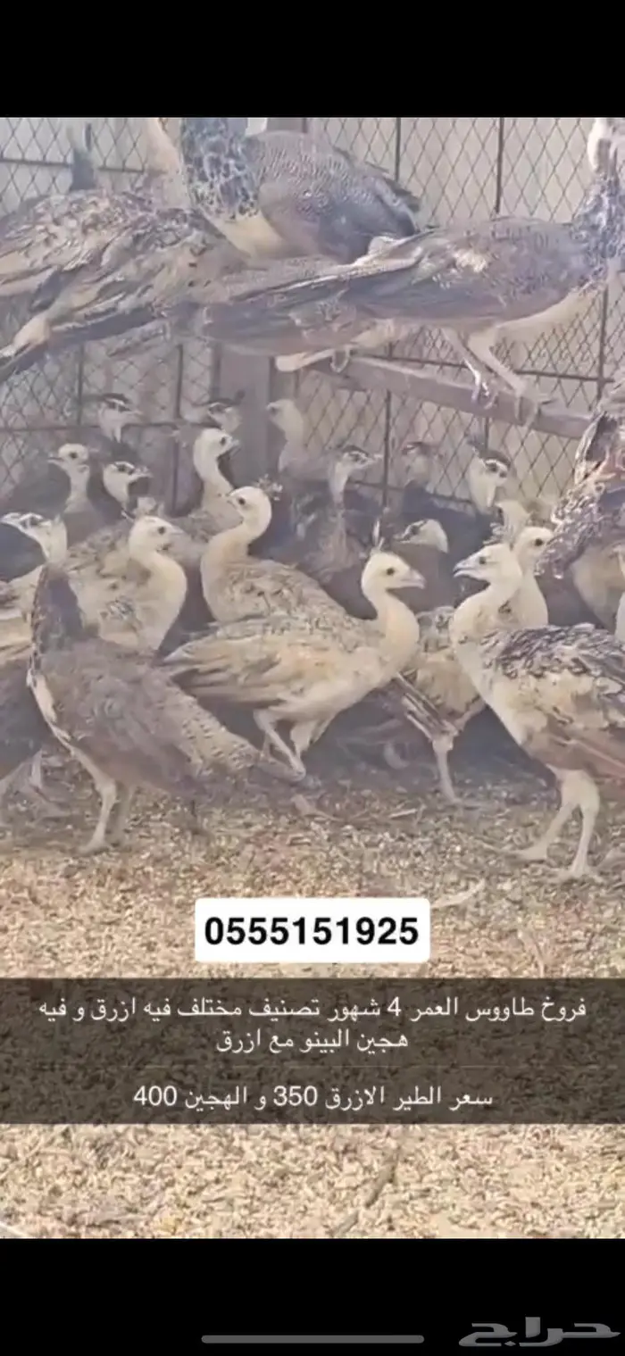فروخ طاووس 4