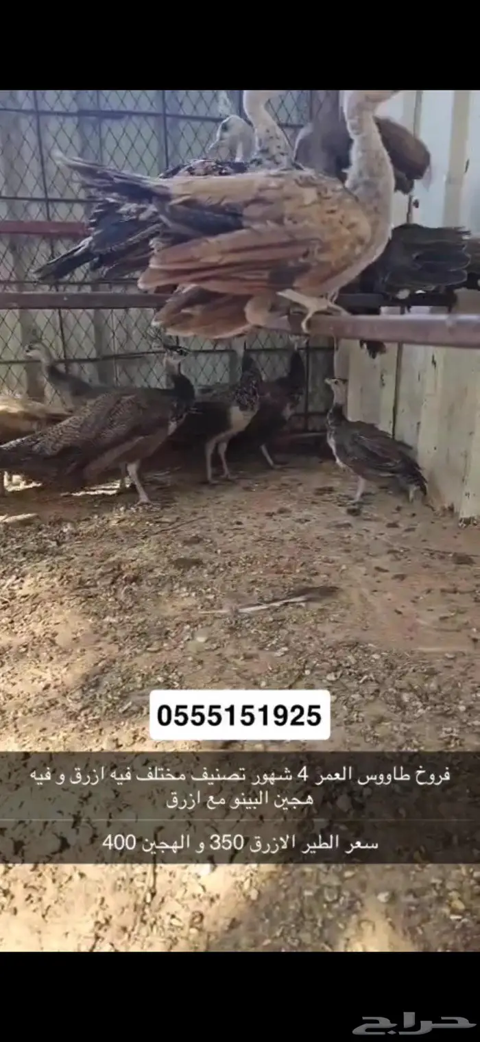 فروخ طاووس 5