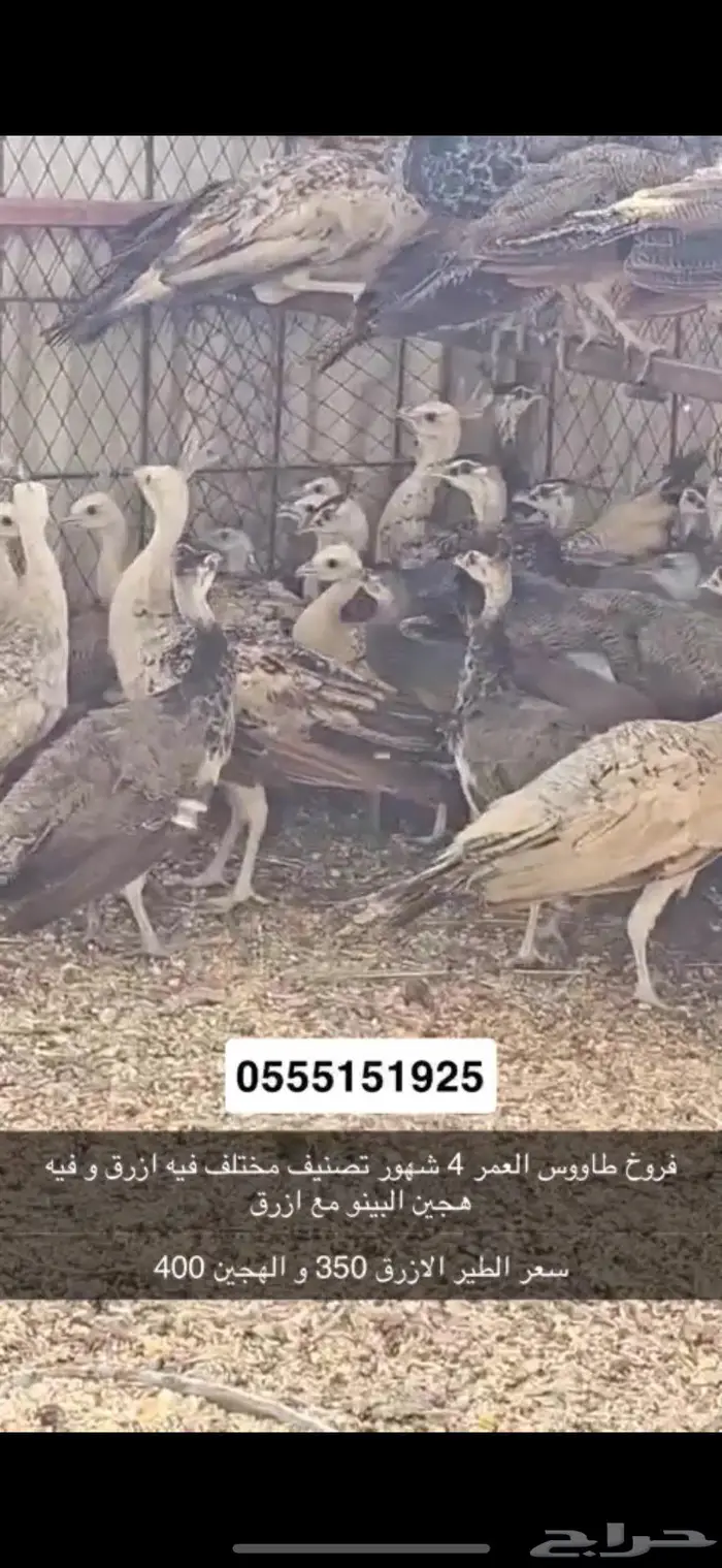 فروخ طاووس 2