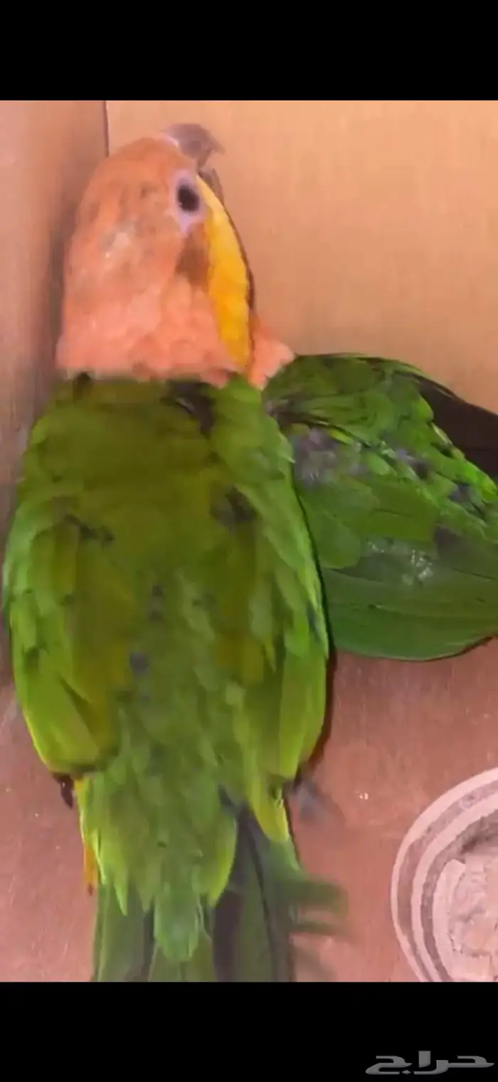 اجوز كايك 1