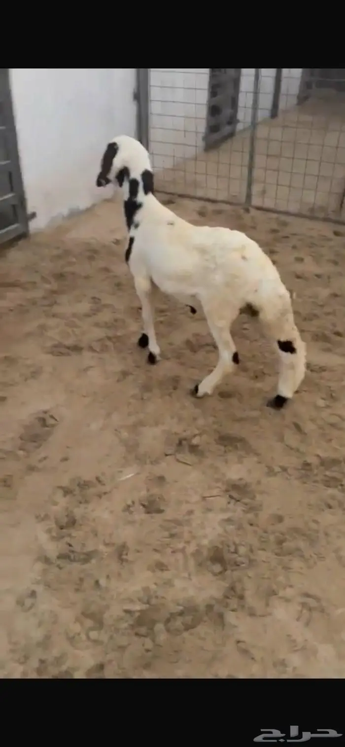 سواكني مرابي عل شعير 2