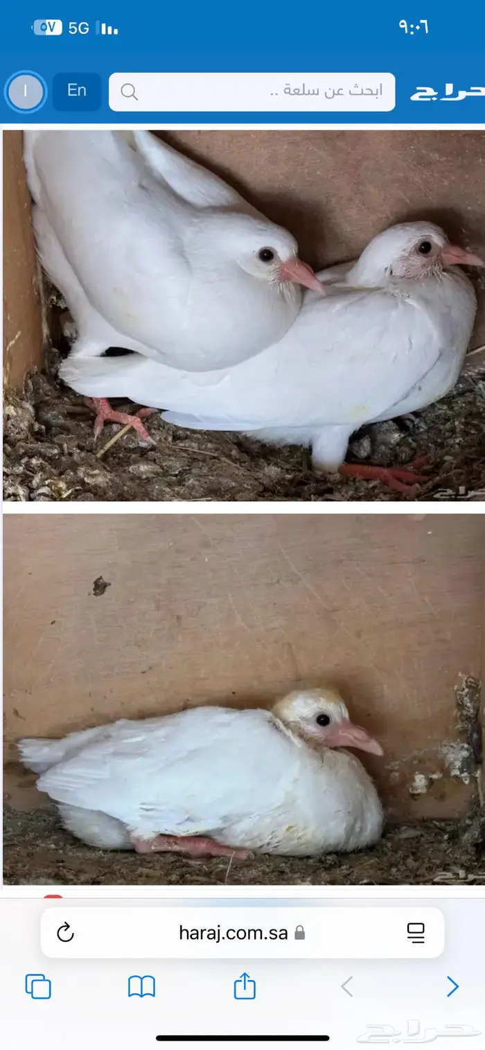 حليب خلفات محل طلعتنا وين 1
