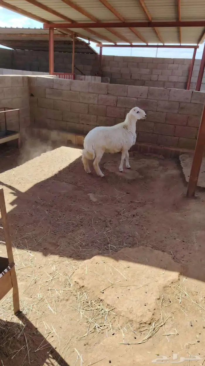 خروف للبيع 0