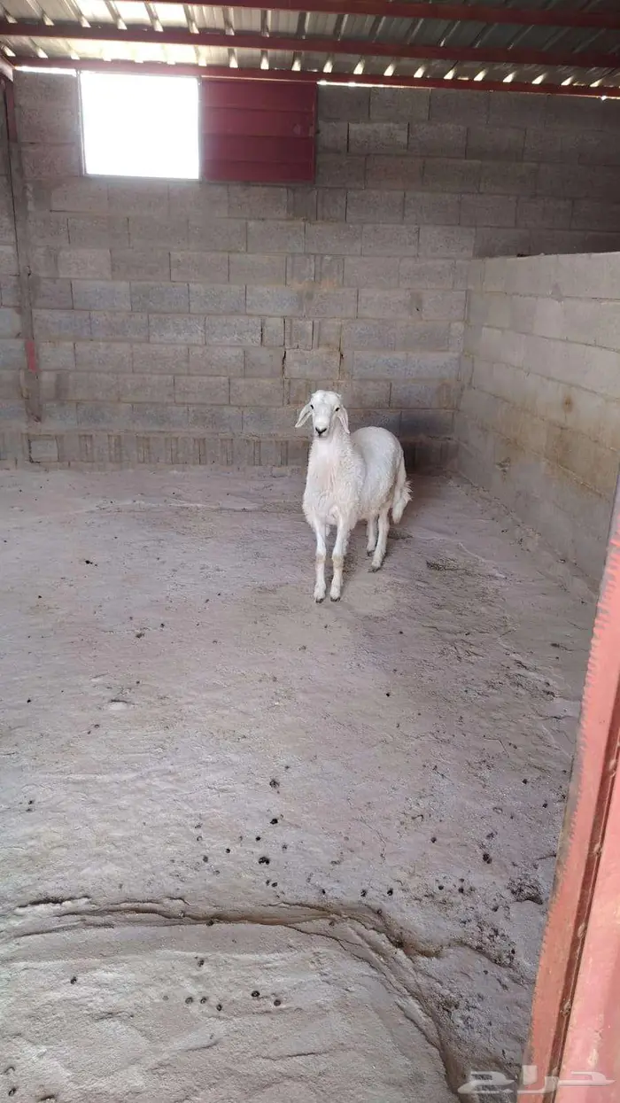 خروف للبيع 1