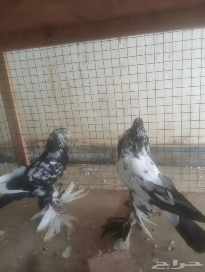 نفاخ أبومريان نفاخ نرويجي 1