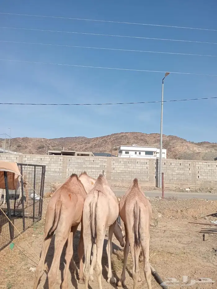 قعدان جمله بالجودة اللى تتمناها 0