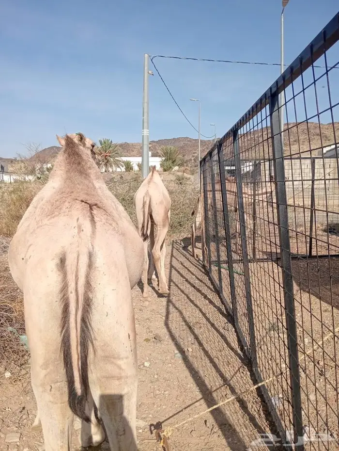 قعدان جمله بالجودة اللى تتمناها 7