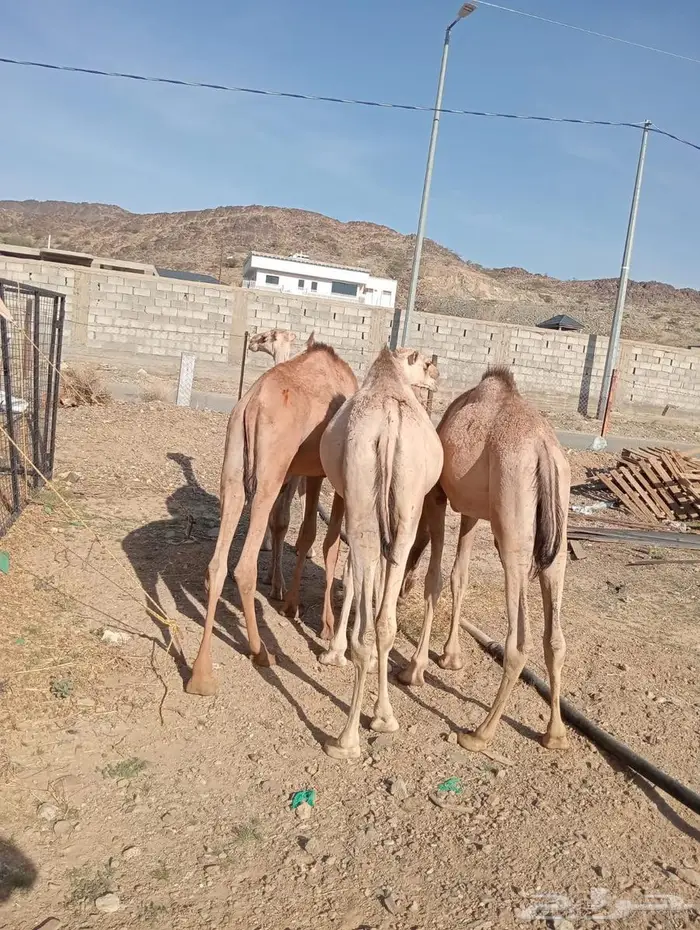 قعدان جمله بالجودة اللى تتمناها 3