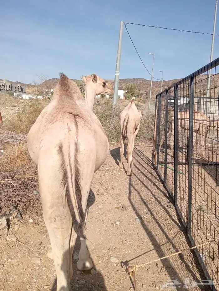 قعدان جمله بالجودة اللى تتمناها 6