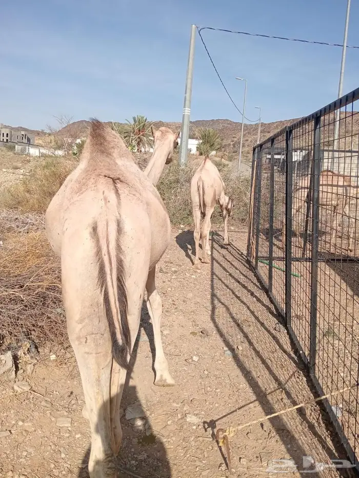 قعدان جمله بالجودة اللى تتمناها 5
