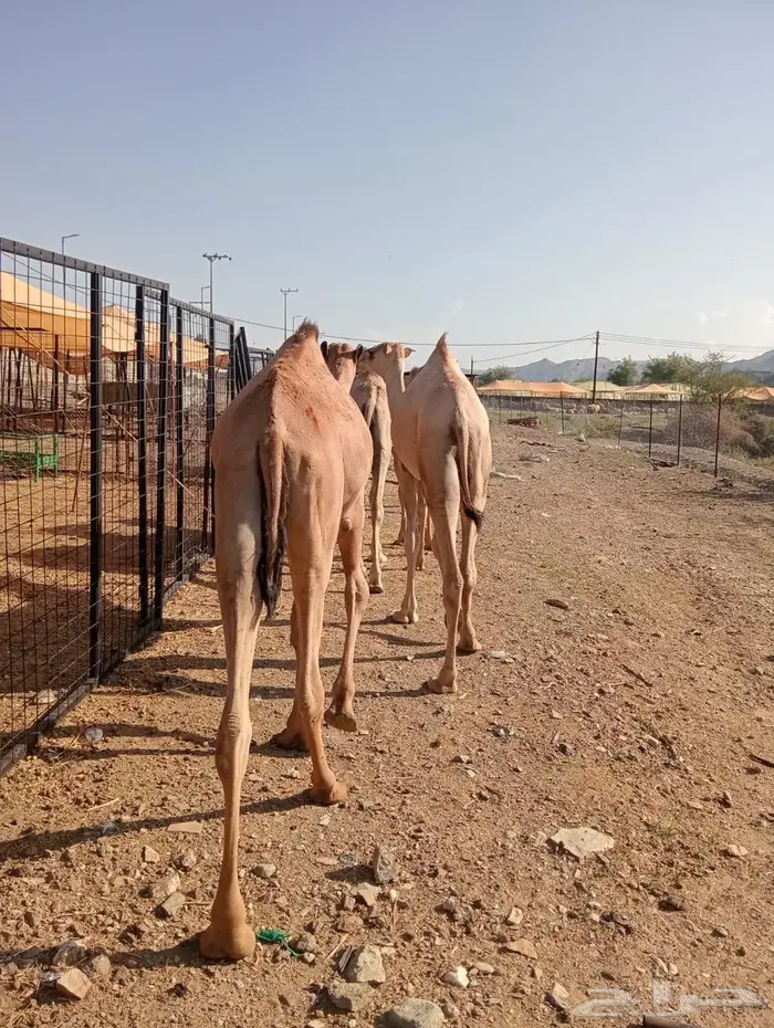 قعدان جمله بالجودة اللى تتمناها 9