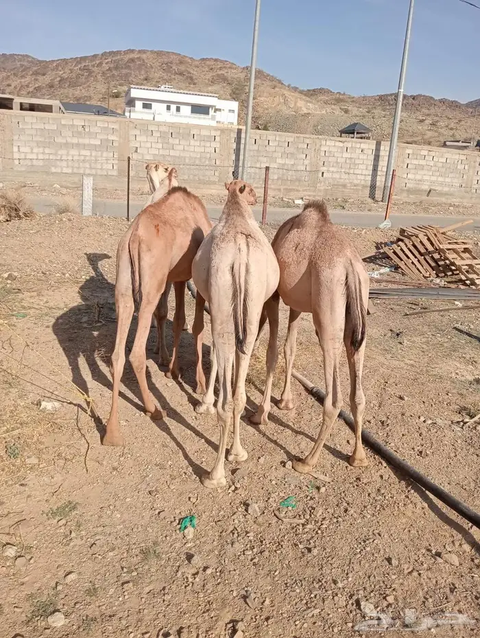 قعدان جمله بالجودة اللى تتمناها 8