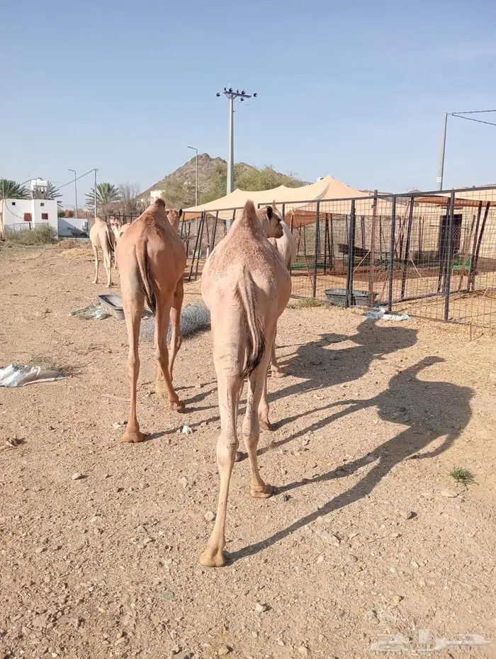 قعدان جمله بالجودة اللى تتمناها 10